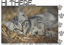 HI THERE, KITTEN, ANIMALS, TEXT