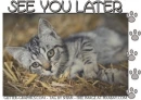 SEE YOU LATER, KITTEN, ANIMALS, TEXT, CUTE