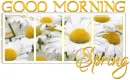 GOOD MORNING.. SPRING, DAISIES, TEXT