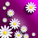 WHITE FLOWERS ON PURPLE BACKGROUND