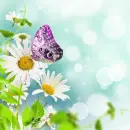 Spring ~ Background ~ fg