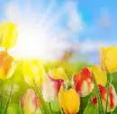 Spring ~ Background