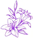 lilies