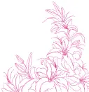 lilies