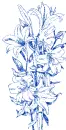 lilies