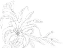 lilies