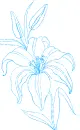 lily