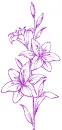 lilies