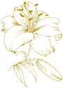 lily