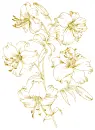 lilies