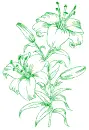 lilies