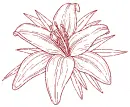 lily