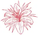 lily