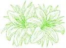 lilies