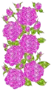roses
