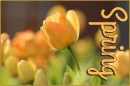SPRING, FLOWERS, TULIP, TEXT