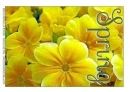 SPRING, FLOWERS, PRIMROSE, TEXT