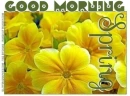 GOOD MORNING.. SPRING, TULIP, PRIMROSE, TEXT