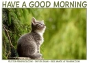 GOOD MORNING, ANIMALS, KITTEN, TEXT