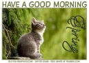 GOOD MORNING SPRING, SEASONAL, KITTEN, TEXT