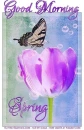GOOD MORNING.. SPRING, FLOWER, TULIP, BUTTERFLY, TEXT