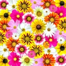 MULTI FLOWERED BACKGROUND, DAISIES, SPRING, NATURE