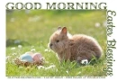 GOOD MORNING EASTER BLESSINGS, BUNNY, HOLIDAYS, TEXT