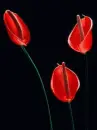 callas