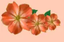 red flowers