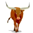 ankole watusi