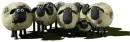 sheeps