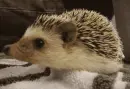 baby hedgehog