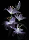lilies