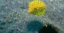 yellow fish