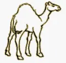 camel