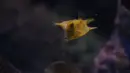 cowfish