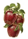 apples