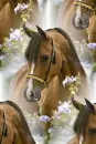brown arabian horse