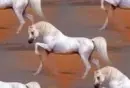 arabian horse