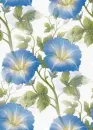 convolvulus