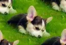 husky puppy