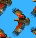 kea