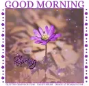 GOOD MORNING SPRING, SEASONAL, FLOWERS, TEXT