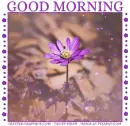 GOOD MORNING, FLOWERS, GREETINGS, TEXT