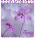 GOOD MORNING SPRING, SEASONAL, FLOWERS, TEXT