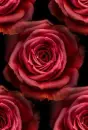 red rosa