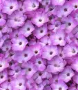 pink flowers