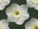 narcissus