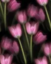pink tulip