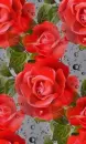 rosas